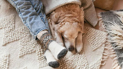 Dog enjoying comfortable climate in home